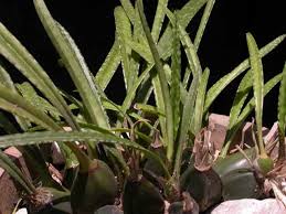 Image result for Oeceoclades decaryana