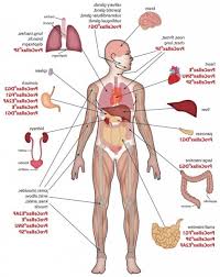 Human Body Organs Diagram Bf Ae The Human Body The Body
