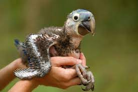 المكاو الازرق او ببغاء المكاو الياقوتي كل ماتود معرفته حول هذا الطائر طيور العرب parrot animals lizard