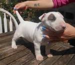 PuppyFind | English Bull Terrier Puppies for Sale
