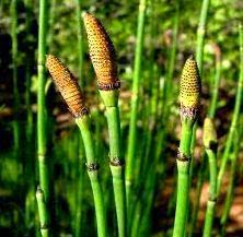 Ciri Ciri Klasifikasi Tumbuhan Paku Pteridophyta