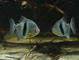 Myleus Schomburgkii Black Barred Silver Dollar Disk Tetra