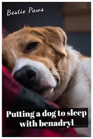When the time comes to perform the procedure, you can make a cozy place for your pet to lie down that smells like home, and you can. Putting A Dog To Sleep With Benadryl In 2021 Dogs Benadryl Sleep
