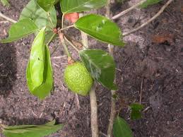 Image result for Caloncoba