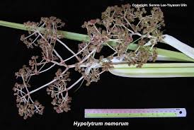 Image result for Hypolytrum
