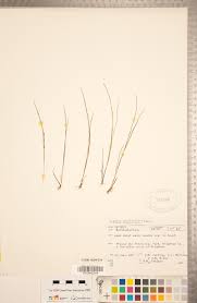 Image result for Scleria globonux