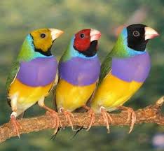 Gouldian Finches Head Colour Reflects Their Personality Pet Birds Colorful Birds Beautiful Birds