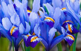 Buy Alida Dwarf Iris Online Best Deal On Irises Breck S Dwarf Iris Iris Reticulata Iris Bulbs For Sale