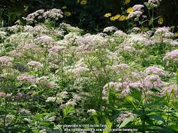 0 more photos view gallery. Photo Of The Bloom Of Hairy Chervil Chaerophyllum Hirsutum Roseum Posted By Kniphofia Garden Org