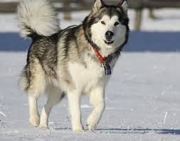 Alaskan Malamute Alaskan Dog Breeds Active Dogs Breeds Alaskan Malamute