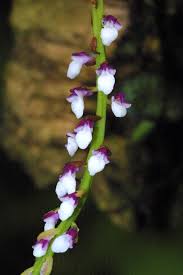 Image result for Diaphananthe sarcophylla