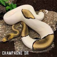 Type Rr Makes House Paint And Machinery Paint To Usa Federal Government Half Owned With Me Roberto Silva Other Half Owne Pet Snake Reptile Snakes Pretty Snakes