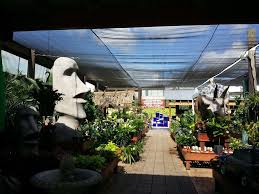Flamingo road nursery is your premier home and garden center in fort lauderdale, fl. Flamingo Road Nursery 1655 S Flamingo Rd Davie Fl 33325 Usa