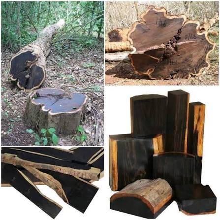 The most expensive wood in the world is African Blackwood which is  extremely rare. The price of this wood is $8,000 and it takes about 50  years for this tree to be