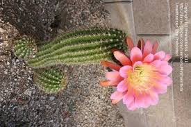 We did not find results for: Plantfiles Pictures Echinopsis Hybrid Trichocereus Hybrid Flying Saucer Echinopsis By Cacti Lover