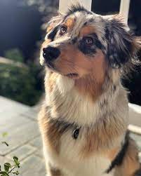 this australian shepherd dog aussie welpen australische schaferhunde hunderassen