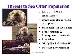 Sea Otter Presentation Plants Animals And Ecosystems