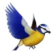 Over 407,369 bird pictures to choose from, with no signup needed. Blue Tit Bird Clipart Free Stock Photo Public Domain Pictures
