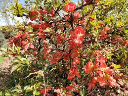 Image result for Chaenomeles