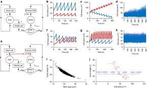 Maybe you would like to learn more about one of these? Cell Size Dependent Progression Of The Cell Cycle Creates Homeostasis And Flexibility Of Plant Cell Size Nature Communications