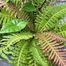 Image result for Blechnum
