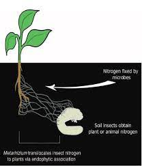 The pump should be washed out nicely with water before using fungus killer. Insect Killer Plant Symbiont In Defense Of Plants