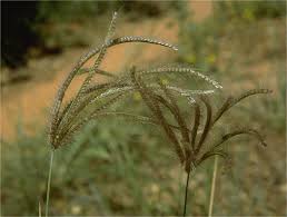 Image result for Chloris pilosa