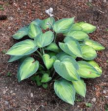 Check spelling or type a new query. How To Transplant Hostas In Midsummer A Tree Garden