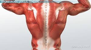 Human muscle system, the muscles of the human body that work the skeletal system, that are under voluntary control, and that are concerned with the following sections provide a basic framework for the understanding of gross human muscular anatomy, with descriptions of the large muscle groups. Aponeurosis Definition Function Video Lesson Transcript Study Com