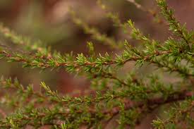 Image result for Cliffortia