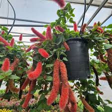 Image result for Acalypha hispida