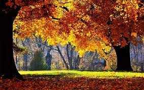 Filipe On Twitter Autumn Landscape Fall Pictures Nature Tree Desktop Wallpaper