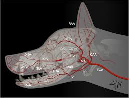 Activity can cause problems because it burdens the wound. Frontiers Locoregional Flap Reconstruction Following Oromaxillofacial Oncologic Surgery In Dogs And Cats A Review And Decisional Algorithm Veterinary Science