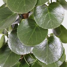 Image result for Cissus crusei