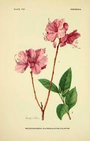 Rhododendron Macrophyllum Washington State Flower Botanical Illustration Watercolor Flowers Drawings