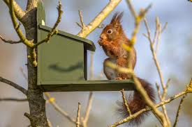 Eichhornchen Anlocken Im Garten Ansiedeln Plantura In 2020 Eichhornchen Futterhaus Eichhornchen Eichkater