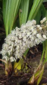 Image result for Diaphananthe vesicata