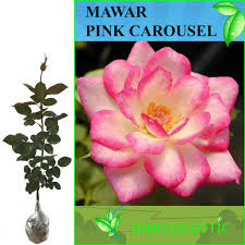 Check spelling or type a new query. Tanaman Mawar Pink Carousel Shopee Indonesia