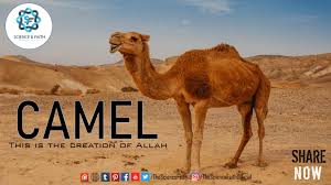 But what do camels eat? The Camel Science Faith