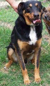 Pin On Animal Love