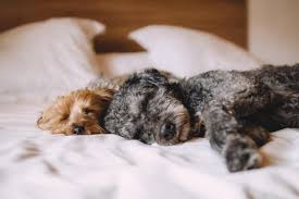 Love dogs with curly tails? Curly Haired Dog Breeds List And Description With Photos