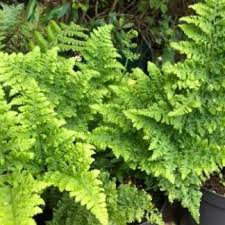 Image result for Cheilanthes botswanae