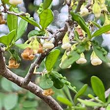 Image result for Diospyros batocana