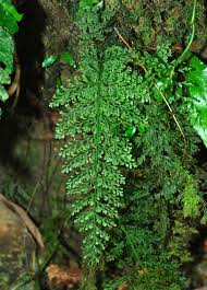 Image result for Vandenboschia gigantea