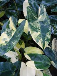 Pin On Moonstruck Leaves