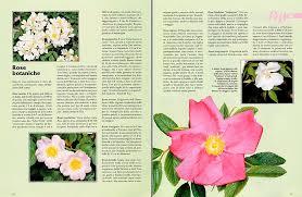 Raccolte di tina de fato • ultimo aggiornamento: Rose Semplici Hanno Per Lo Piu 5 Petali Ma Ben Disposti Monaco Nature Encyclopedia