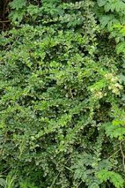 Image result for Catunaregam