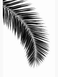 5 out of 5 stars (649) 649 reviews. Banana Leaf Printable Art Decor Black And White Banana Leaf Tropical Leaf Art Print Black And White Tropical Leaf Tropical Leaf Poster Prints Art Collectibles Issho Ueno Com