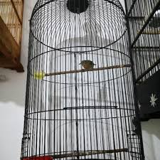 Burung ini juga dikenal oleh para kicaumania dengan. Terjual Burung Jenggot Mini Atau Yuhina Ngriwik Kaskus