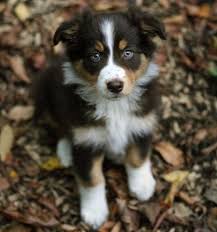 Black Australian Shepherd Puppy Puppy Pictures And Information Australian Shepherd Puppy Shepherd Puppies Dogs And Puppies